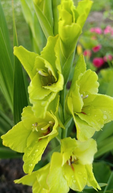 Вітаміни для волосся Merz Spezial Haar-Activ 120 драже Merz Німеччина